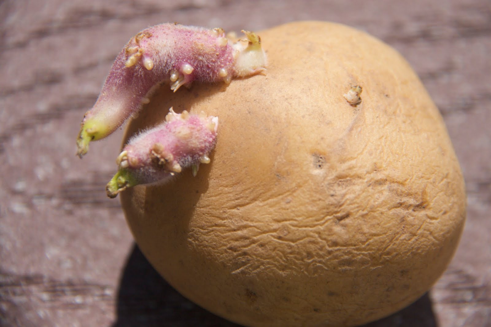 Когда проращивать картофель на посадку. Яровизация клубней картофеля. Клубень картофеля. Пророщенный картофель. Созревший картофель.